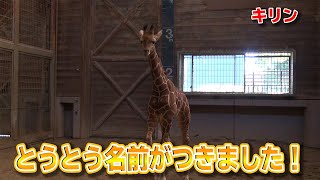 キリンの赤ちゃん ツノが生える寸前の激レア映像！