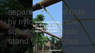 Trellis Roof for Malabar Spinach plant.#trellis #malabar #spinach #gardening #shorts