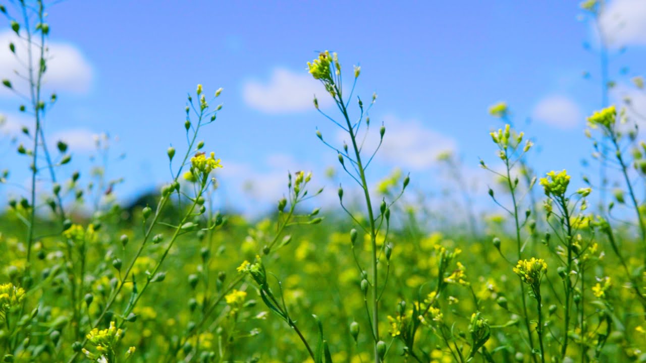 Investigating Camelina as a Sustainable Crop of the Future