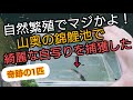 山奥の錦鯉池で【奇跡の１匹を捕獲】綺麗な稚魚が育ってた、、　野池飼育　自宅池　大型水槽　#錦鯉　濾過槽　当歳　#nisikigoi　ปลาคราฟ　#メダカ　#アクアリウム