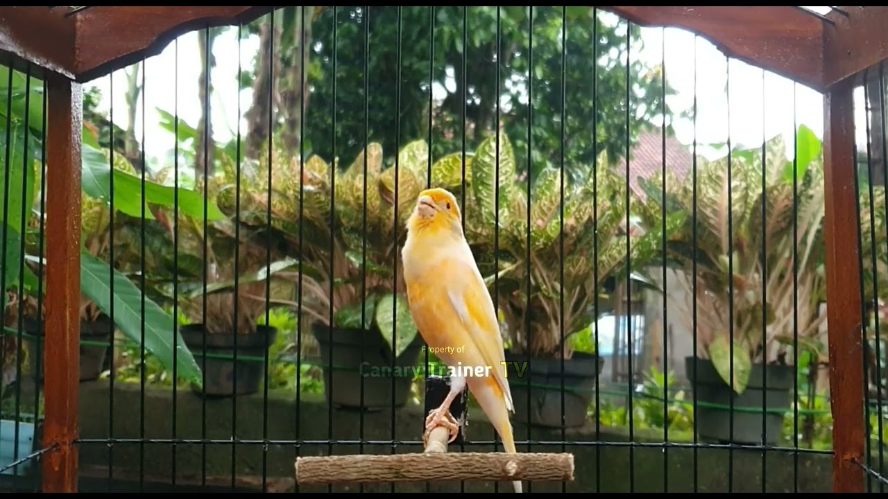 Мастер-класс по канарейкам: Ускоренное обучение пению!