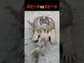 カメvsヘビ