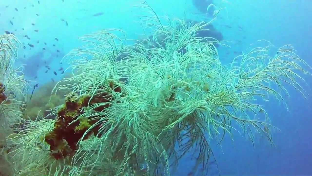 Wreck of SS Yongala with Yongala Dive