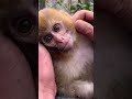 Cute little baby monkey dzistic