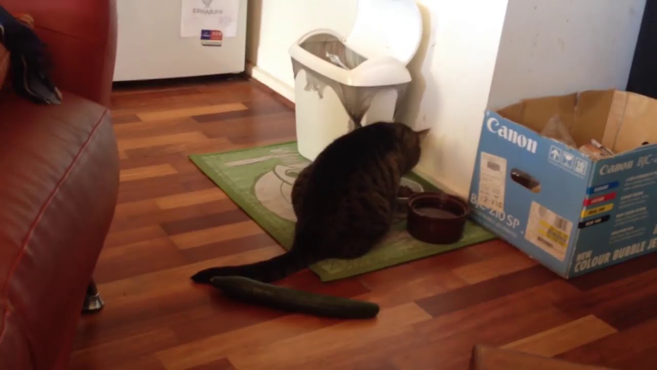 Gatos Vs Pepinos - YouTube