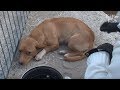 Abandoned, Single Mom Dog Raises Her Puppies Alone..Then Her Owner Showed Up?(Part 2) | Kritter Klub