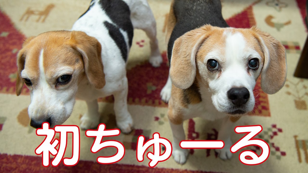 老犬ちびビーグル 白豆とジョー 初わんちゅーる編 Youtube