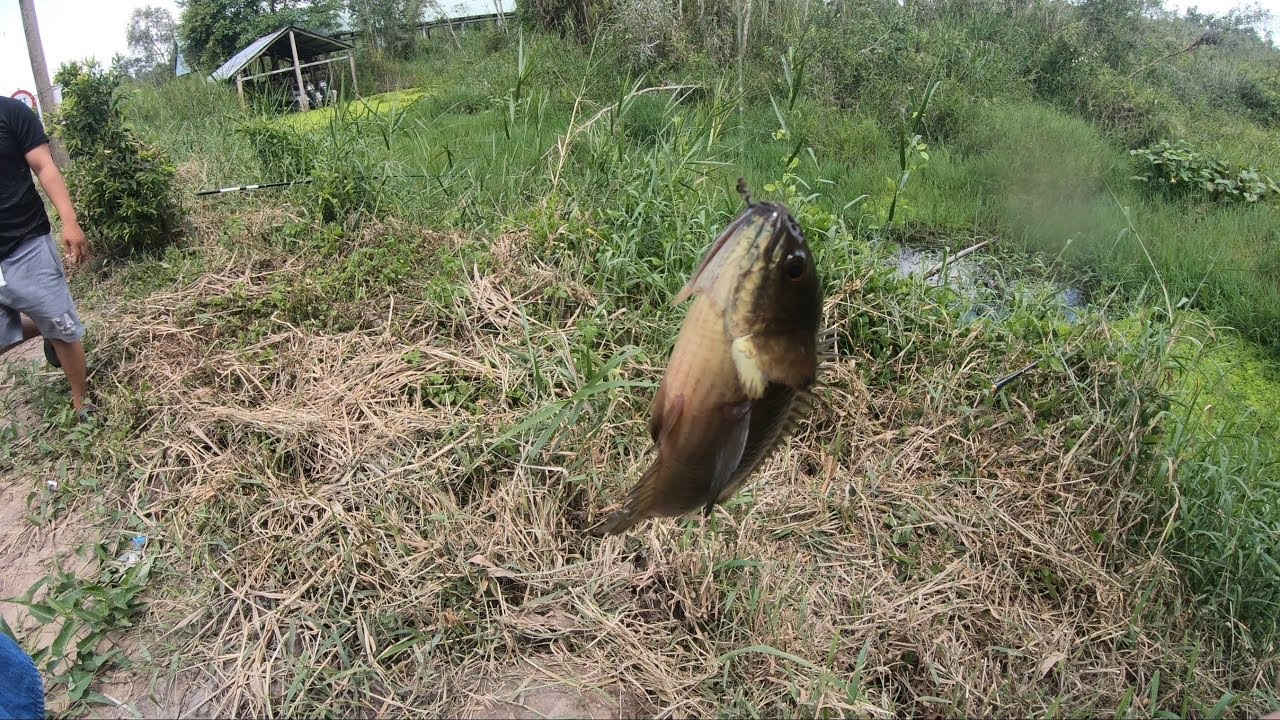 Câu cá ở Hồ Hoa Mai rừng U Minh Thượng và cái kết đắng lòng | MiềnTâyUMinh Vlogs 8