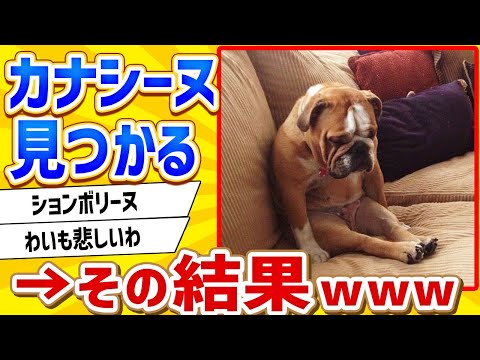 【2ch動物スレ】カナシーヌ見つかるwww