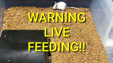 Ball Python Feeding Video Bonus "Live" feeding clip #ballpython #positivity