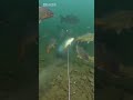 outdoor#luya#underwaterdrone#fishingfgcgctgg