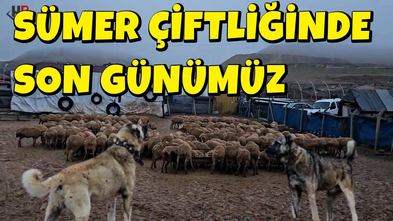AVUKAT AHMET RASİM SÜMER ÇİFTLİĞİN'DE SON GÜNÜMÜZ 