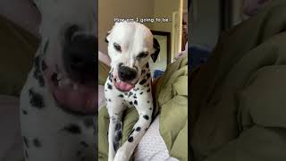 Does your dog do this?! #dogs #dalmatian #funnyshorts #shorts