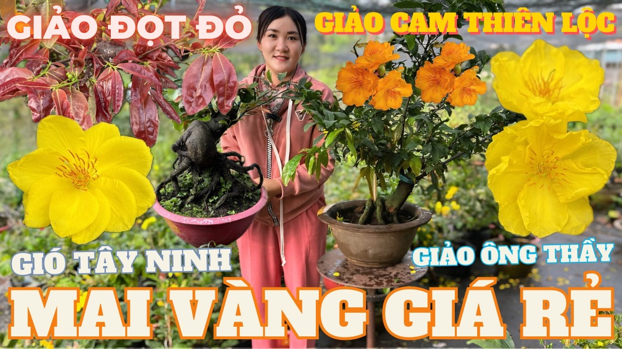 02-03 CHỊ THU Giao Lưu Mai Vàng Giá Rẻ, Giảo Cam Thiên Lộc, Giảo Ông Thầy, Gió Tây Ninh, Giảo Đọt Đỏ