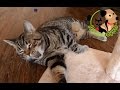 Неприятный запах у кошки из пасти, основные причины