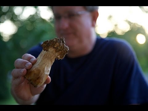 morel-mushroom-hunt