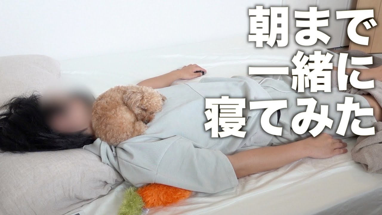 飼い主に添い寝しないと寝られない甘えん坊トイプードル