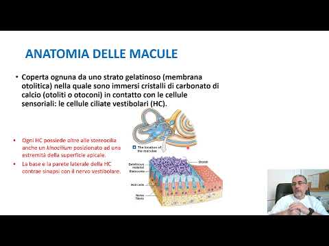 Video: Differenza Tra Cinestesia E Senso Vestibolare