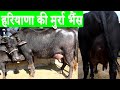 अच्छी मुर्रा नस्ल की भैंस यहाँ से खरीदें I Good quality Murrah buffalo at Dhanaula Mandi Punjab