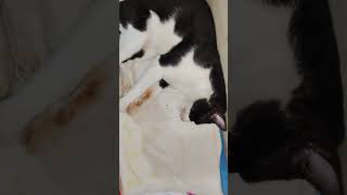 #kucing #kucingtidur #kucingngantuk #kucingmalas #kucingmanja #kucingmanis #kumpulankucinglucu #ciko