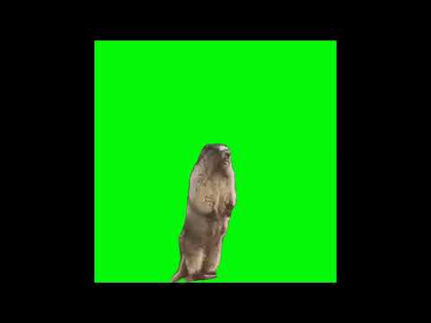 Marmot screaming like  a man green screen