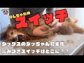 噛みつきスイッチ押さないで!!ダックスを噛み犬トリミング