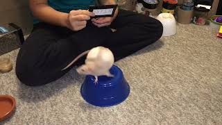 My smart pet rat Lattes take on the "read" a sign trick!