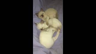 Elinga Tonkinese Cattery  three Tonkinese kittens are playing