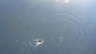990703田寮河海鰱 018.MOV