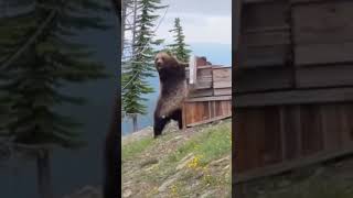 🍯🐻Bear Wanted Honey… Then Everything Went Wrong #shorts #wildlife  #bear  #honey  #bees