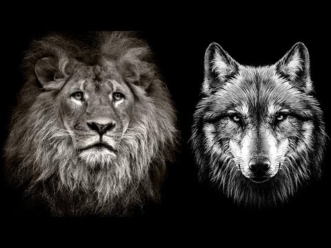 Video: Sphinx: Singa Atau Serigala - Pandangan Alternatif