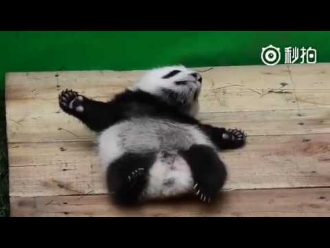 Düştüğü Yerden Kalkamayan Komik Panda Yavrusu