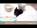 Miss sophia rose micro yorkie available