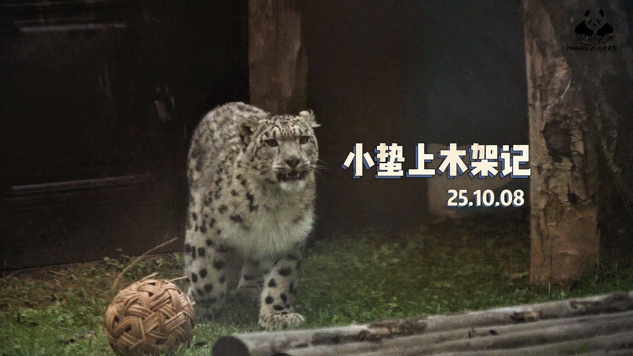 雪豹凌小蛰上木架~~2025.10.8 西宁野生动物园
