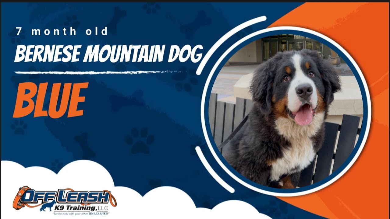 Bernese Mountain Dog 🐾Loose leash Training | Best Dog Trainer | Reno, NV🐾