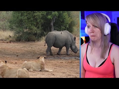 15 Angry Animals That Attacked Lions And Other Predators Part 2 | Pets House