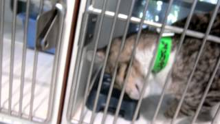 11 Kittens in the bubble in adoptions...and more by Pinellas County Animal Services 545 views 8 years ago 3 minutes, 32 seconds