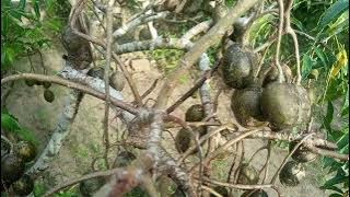 TANAMAN BUAH KEDONDONG DALAM POT BERBUAH LEBAT