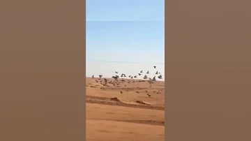 فاطمة الكرسيفية طارت للحمامة علاش يهولوها Shorts Subscribe Please 