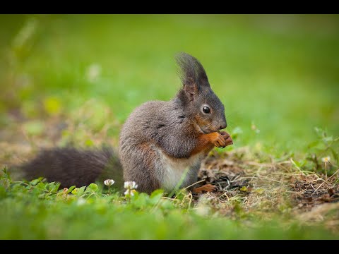 Video: Veverička sivá a jej prostredie
