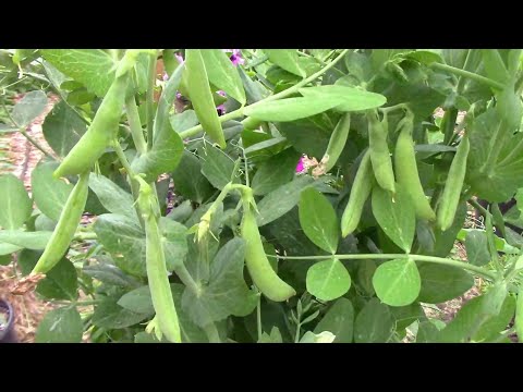 Video: Sugar Daddy Pea Plant: Cultivo de Sugar Daddy Peas en el jardín