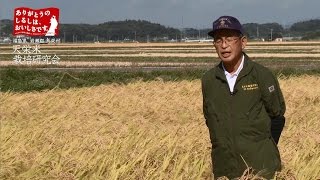 【食べて応援チャンネル／こだわりインタビュー】これが研究の成果。7年連続金賞、天栄米の魅力とは。