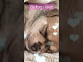 Dog Music For Sweet Dreams 🐶 Super Calming And Relaxing #shorts #shortsvideo
