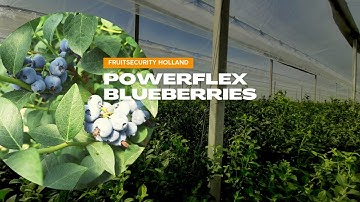 Powerflex Foil System (Anti-Rain System) above blueberries- FRUITSECURITY HOLLAND