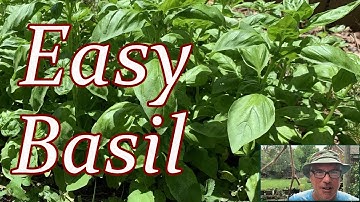 How To Save Basil Seeds For Next Year