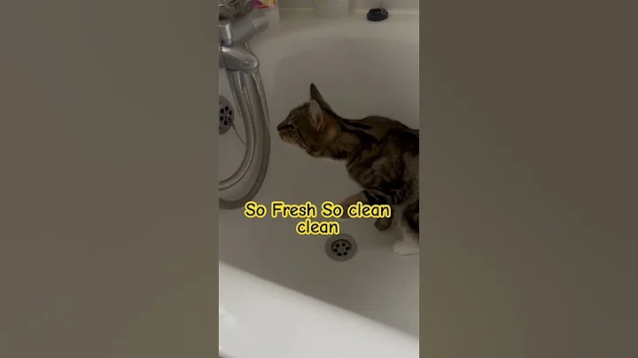 Video 6115301: cat bathing cleaning, cat bathing playing, drinking bath, cats amazing animals