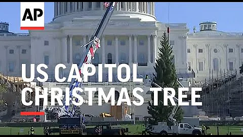 US Capitol Christmas Tree set up for holiday season