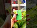 Motorola camera quality test #smartphone #shortvideo #techtech #mobilephone #trending #shorts