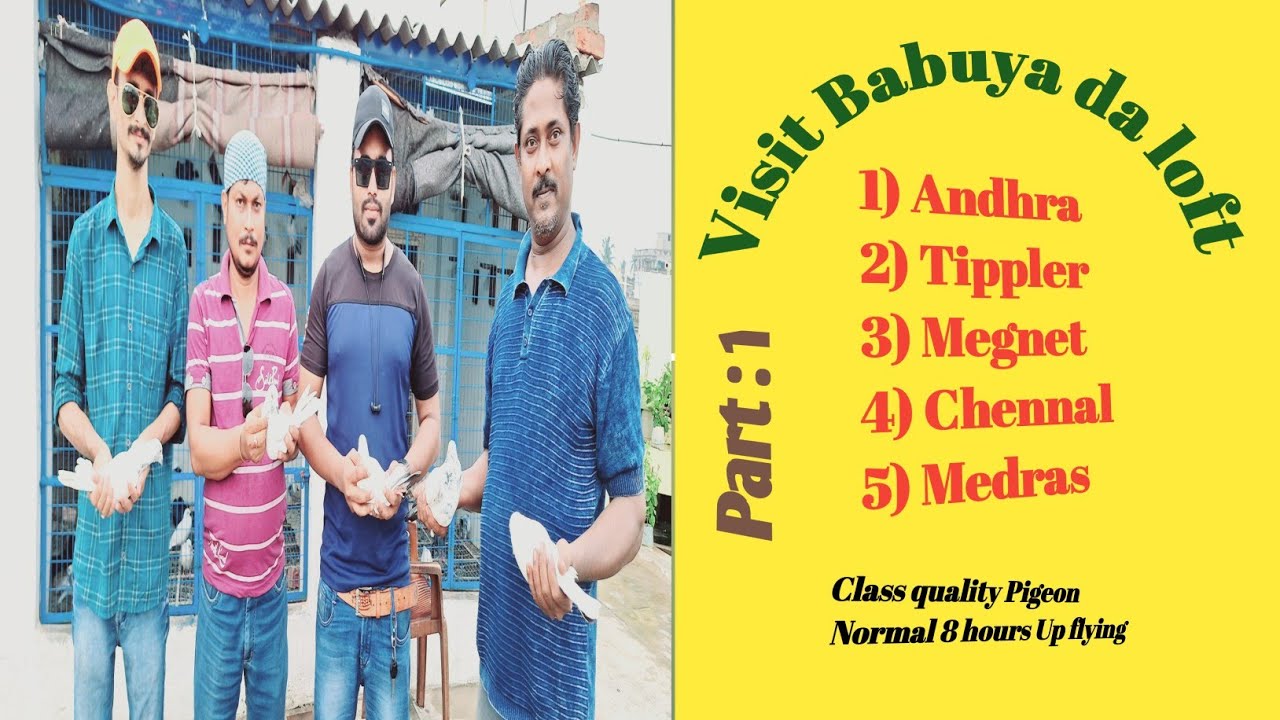 Bauya da loft visit / Andhra.,Tippler, Chennal, Magnet Pigeon /  দাদা খুব ভালো মনের মানুষ.