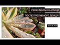 Суккуленты после дождя. Умытые и красивые!